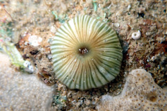 Anthothoe albocincta