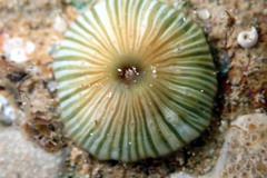 Anthothoe albocincta