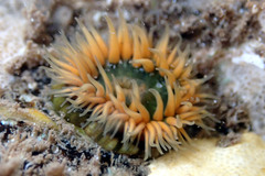 Anthothoe albocincta