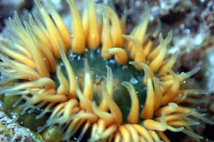Anthothoe albocincta