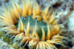 Anthothoe albocincta