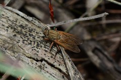 Anabarhynchus kosciuskoensis