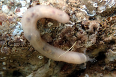Leptosynapta dolabrifera