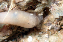 Leptosynapta dolabrifera