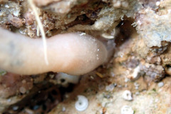 Leptosynapta dolabrifera