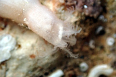 Leptosynapta dolabrifera
