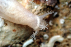 Leptosynapta dolabrifera