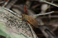 Anabarhynchus kosciuskoensis
