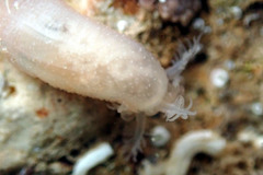 Leptosynapta dolabrifera