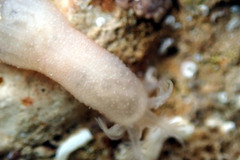 Leptosynapta dolabrifera
