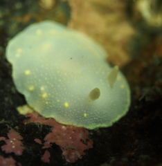 Cadlina laevis