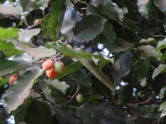 Magnoliopsida