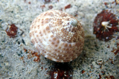 Clanculus limbatus