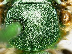 Agapostemon