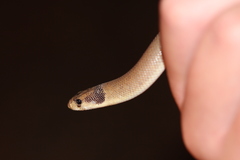 Pygopus nigriceps