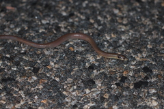 Pygopus nigriceps