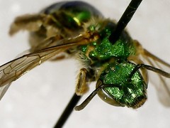 Agapostemon