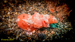 Sclerodoris tuberculata