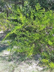 Acacia longifolia sophorae