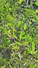 Acacia longifolia sophorae