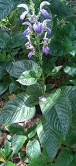 Brillantaisia