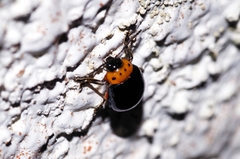 Morphosphaera caerulea