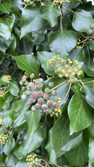 Hedera