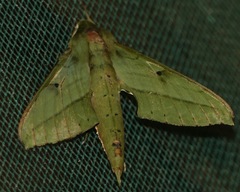 Xylophanes fassli