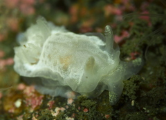 Goniodoris nodosa