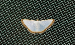 Leuciris
