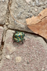 Poecilocoris splendidulus