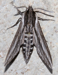 Sphinx vanbuskirki