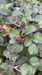 Rubus
