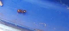 Pheidole megacephala