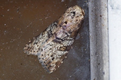 Bryophilina mollicula