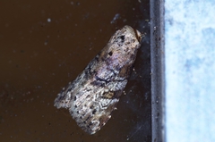 Bryophilina mollicula