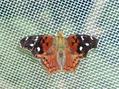 Hypanartia cinderella