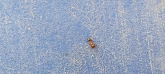 Pheidole megacephala