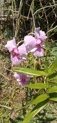 Papilionanthe
