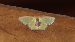 Synchlora astraeoides