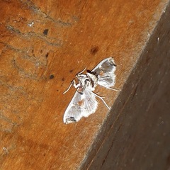 Neoleucinodes