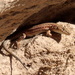 Mount Sinai Lizard - Photo (c) Kseniia Marianna Prondzynska, some rights reserved (CC BY), uploaded by Kseniia Marianna Prondzynska