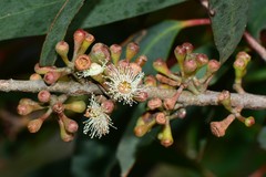 Eucalyptus radiata radiata