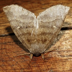 Apatelodidae