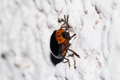 Morphosphaera caerulea