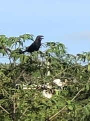 Crotophaga ani