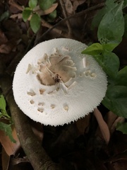 Chlorophyllum molybdites image