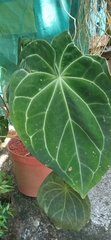 Anthurium crystallinum