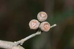 Eucalyptus radiata radiata