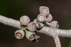 Eucalyptus radiata radiata